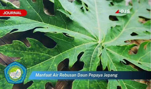 manfaat air rebusan daun pepaya jepang