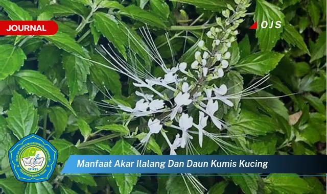 manfaat akar ilalang dan daun kumis kucing