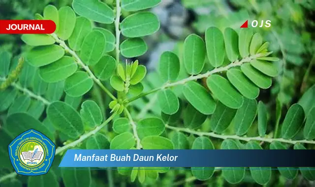 Ketahui 9 Manfaat Buah dan Daun Kelor untuk Kesehatan Tubuh Anda