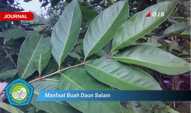 manfaat buah daun salam