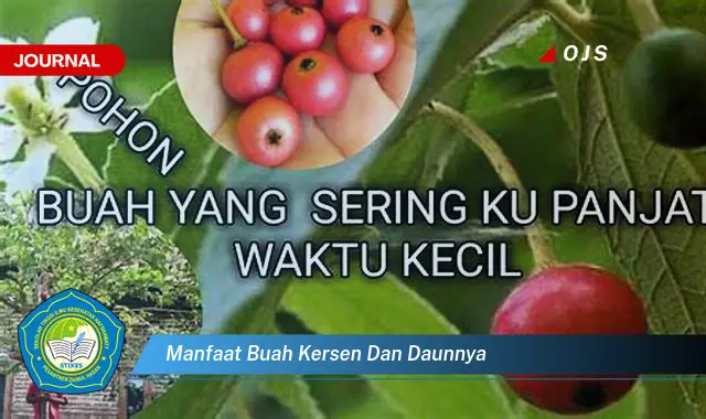 manfaat buah kersen dan daunnya