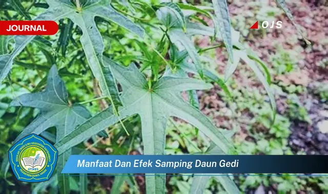 manfaat dan efek samping daun gedi