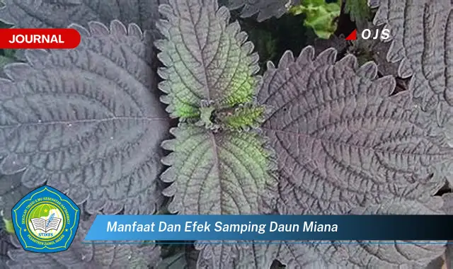 manfaat dan efek samping daun miana