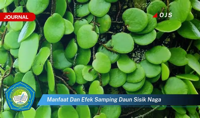 manfaat dan efek samping daun sisik naga