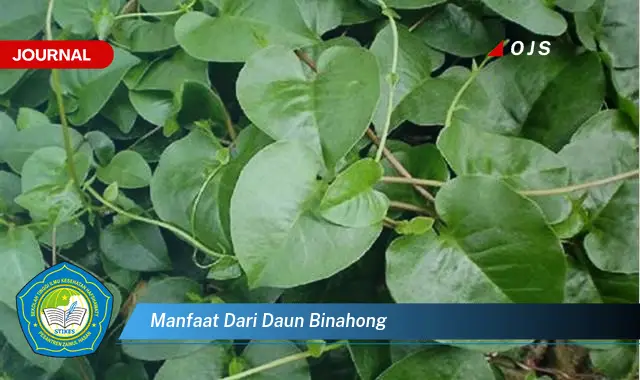 manfaat dari daun binahong