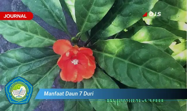 manfaat daun 7 duri