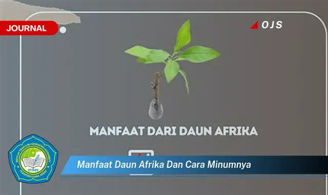 manfaat daun afrika dan cara minumnya