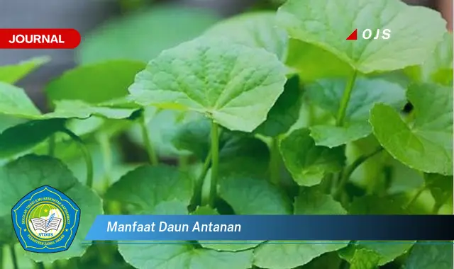 manfaat daun antanan