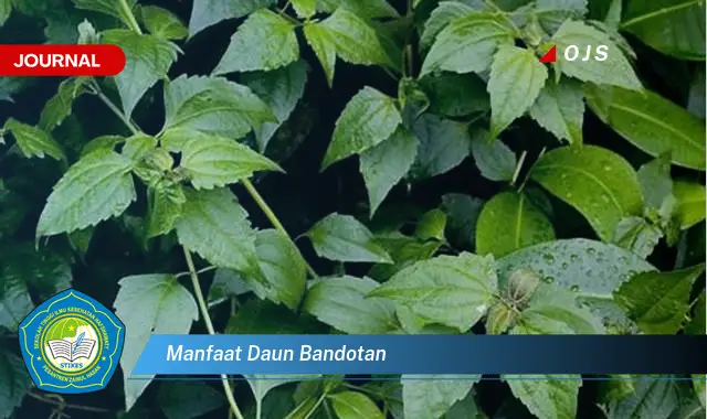 manfaat daun bandotan