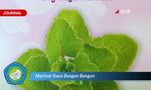 manfaat daun bangun bangun