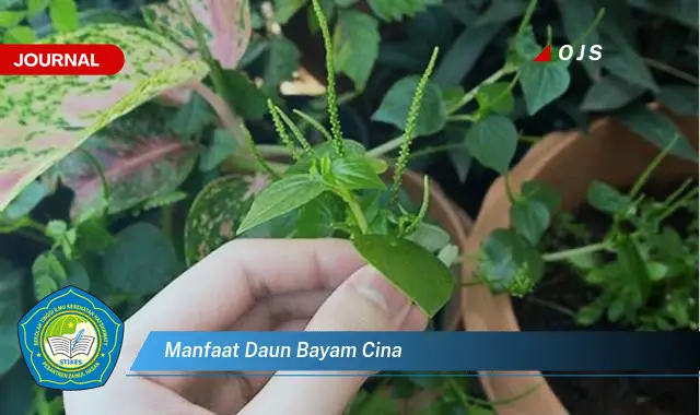 manfaat daun bayam cina