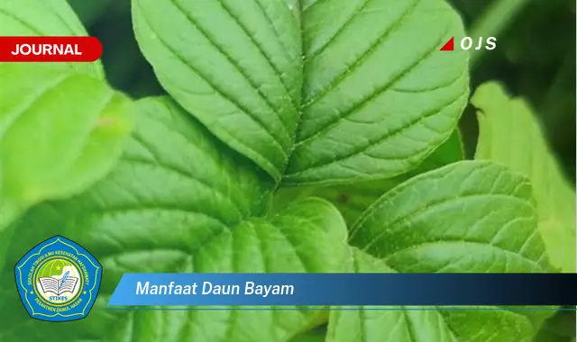 manfaat daun bayam