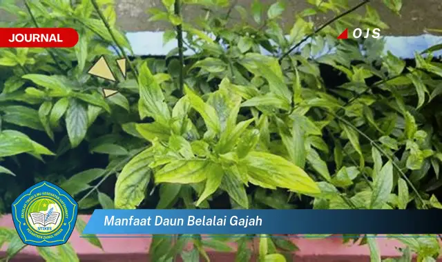 manfaat daun belalai gajah