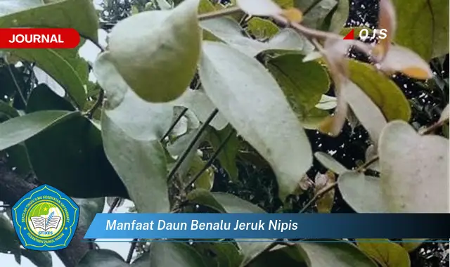 manfaat daun benalu jeruk nipis