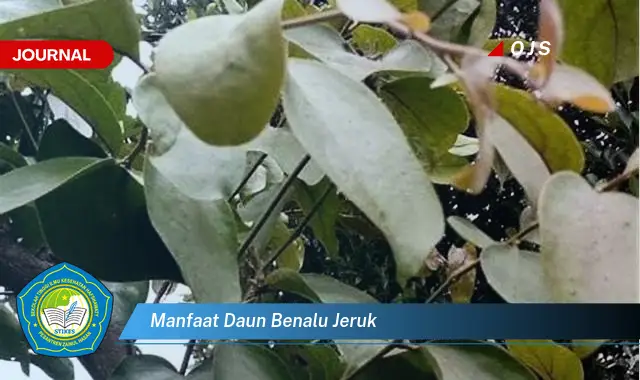 manfaat daun benalu jeruk