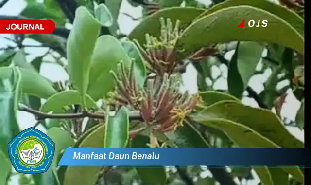 manfaat daun benalu