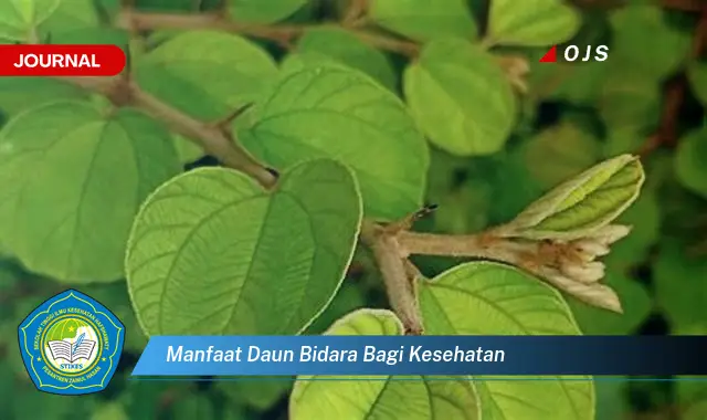 manfaat daun bidara bagi kesehatan