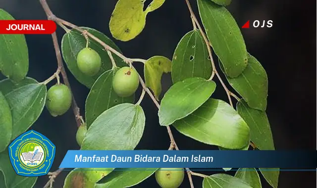 manfaat daun bidara dalam islam