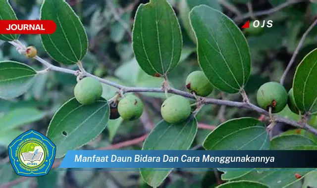 manfaat daun bidara dan cara menggunakannya