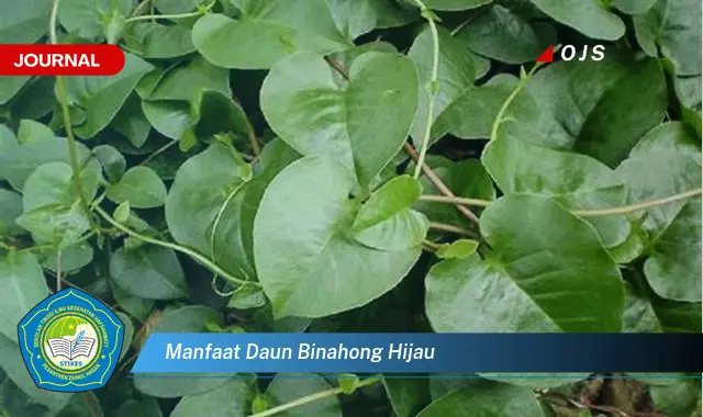 manfaat daun binahong hijau