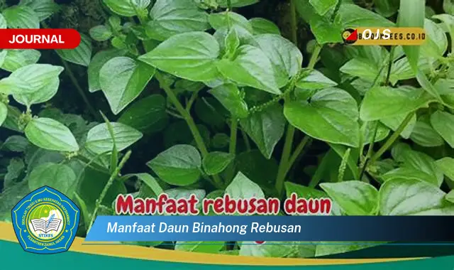 manfaat daun binahong rebusan