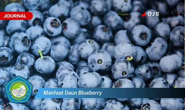 manfaat daun blueberry