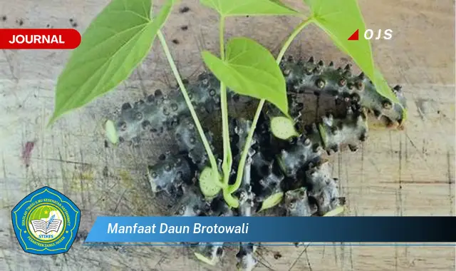 manfaat daun brotowali