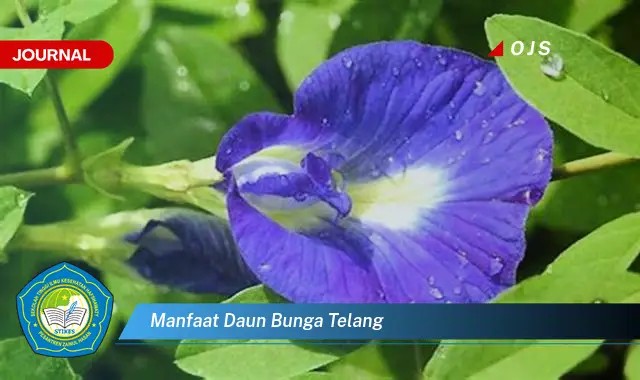 manfaat daun bunga telang