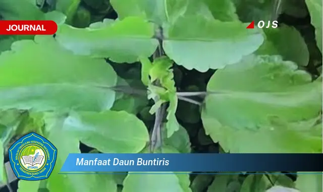 manfaat daun buntiris