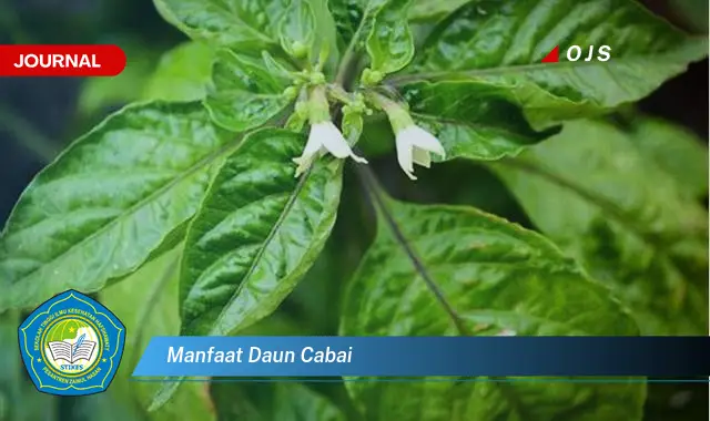 manfaat daun cabai