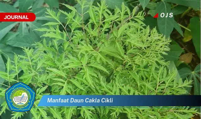 manfaat daun cakla cikli