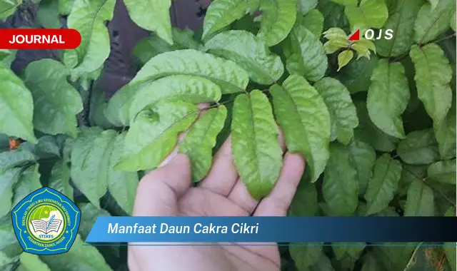 manfaat daun cakra cikri