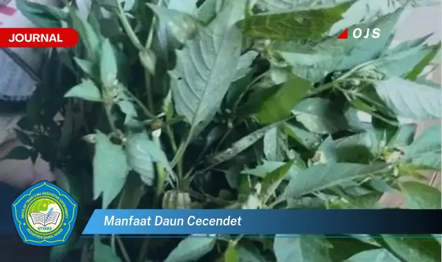 manfaat daun cecendet