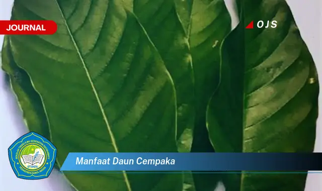 manfaat daun cempaka