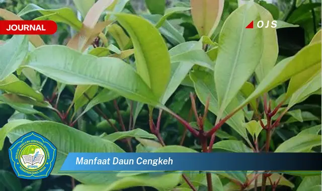 manfaat daun cengkeh