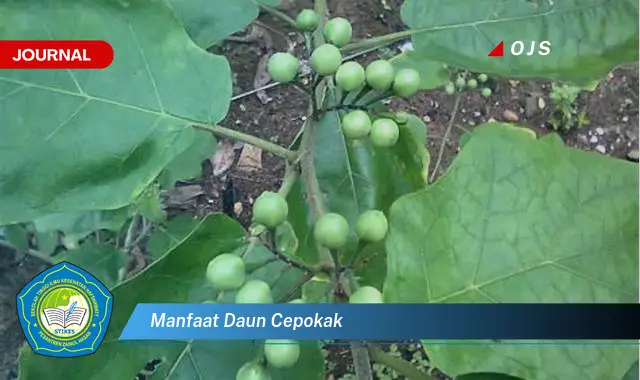 manfaat daun cepokak