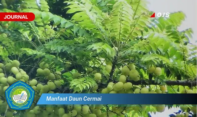 manfaat daun cermai