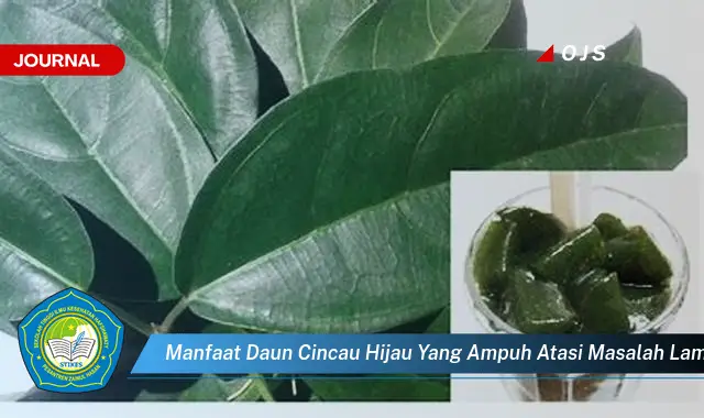 manfaat daun cincau hijau yang ampuh atasi masalah lambung