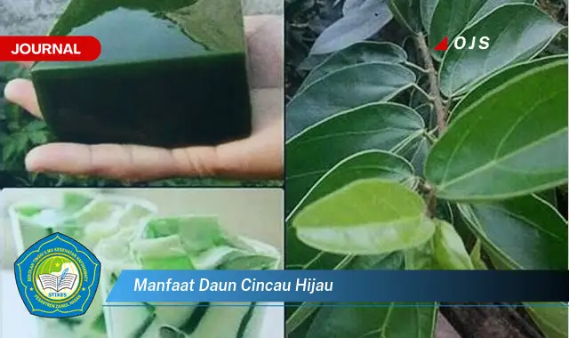 manfaat daun cincau hijau