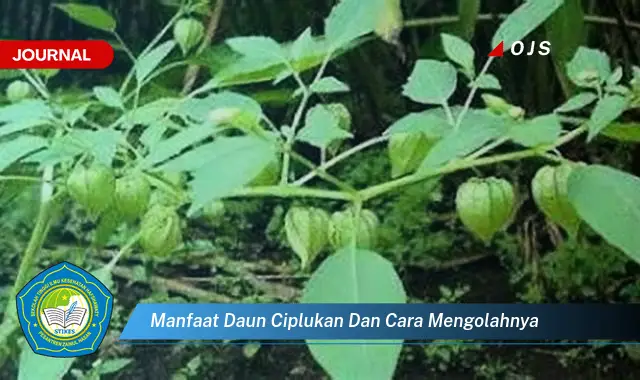 Ketahui 8 Manfaat Daun Ciplukan untuk Kesehatan dan Cara Mengolahnya Menjadi Obat Herbal