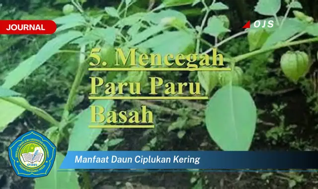 manfaat daun ciplukan kering