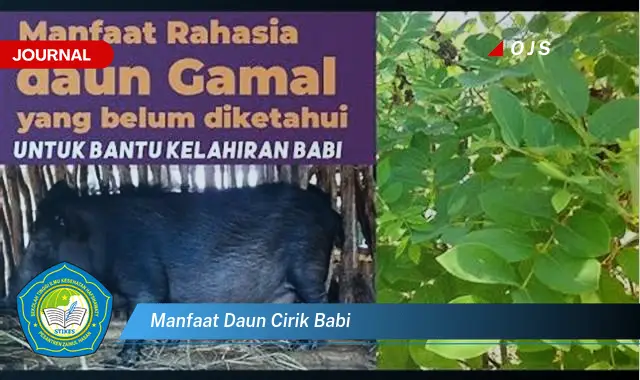 manfaat daun cirik babi