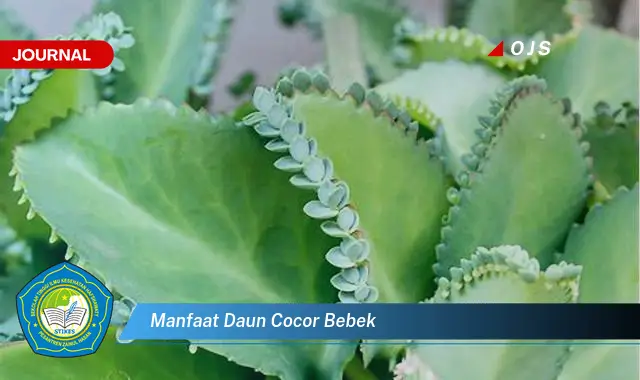 manfaat daun cocor bebek