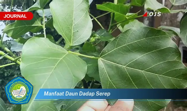 manfaat daun dadap serep