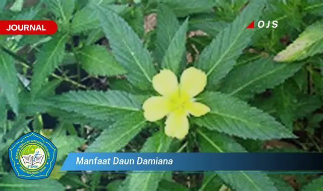 manfaat daun damiana