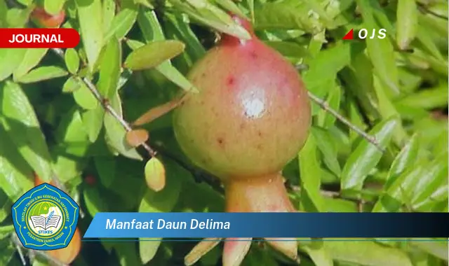 manfaat daun delima