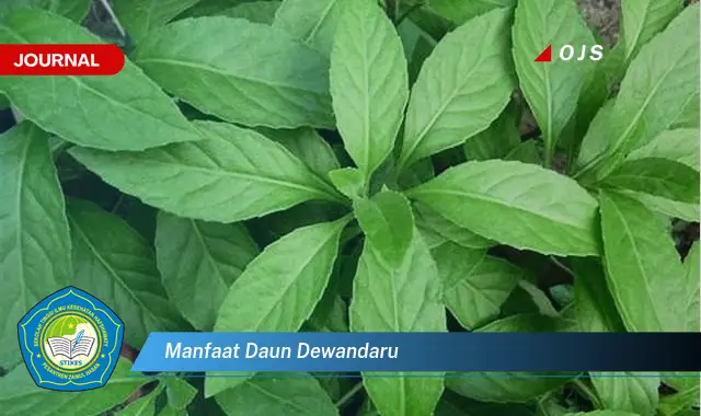 manfaat daun dewandaru