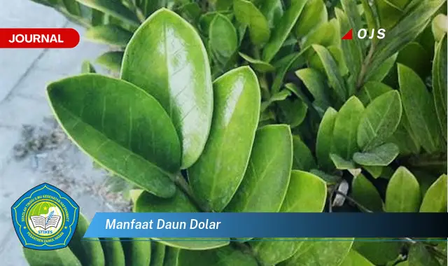 manfaat daun dolar