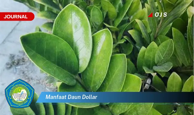 manfaat daun dollar