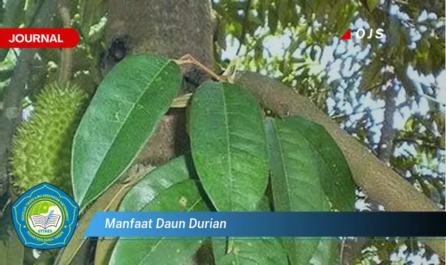 manfaat daun durian